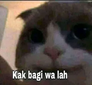 🐈 emoji Kucing sange Telegram sticker 8 of 25