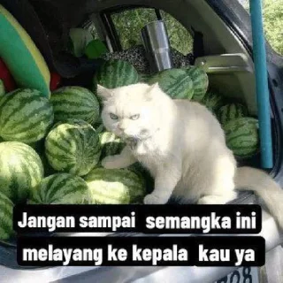 😦 emoji kucing Telegram sticker 3 of 19