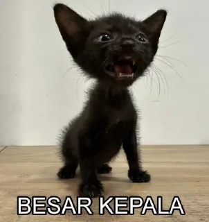 😓 emoji kucing Telegram sticker 17 of 19