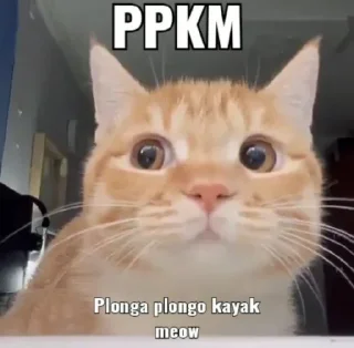 😅 emoji kucing Telegram sticker 10 of 19