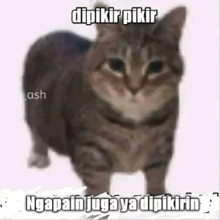 😅 emoji kucing Telegram sticker 8 of 19
