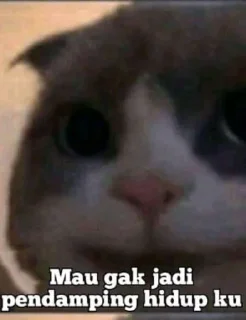 🐈 emoji Kucing sange Telegram sticker 24 of 25