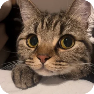 🐱 emoji Feeling Telegram sticker 17 of 49