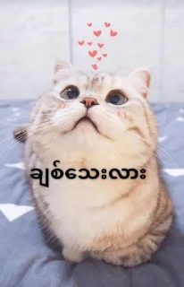 ❤️ emoji Cute 🐈 cat Telegram sticker 18 of 65