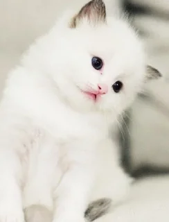🤗 emoji Cute cat Telegram sticker 7 of 11