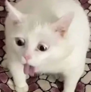 Sticker from cute cat