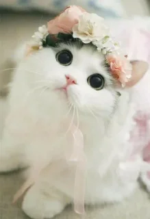 👰‍♀ emoji Cute cat Telegram sticker 11 of 11