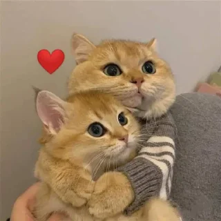 ❤️ emoji Cute 🐈 cat Telegram sticker 21 of 65