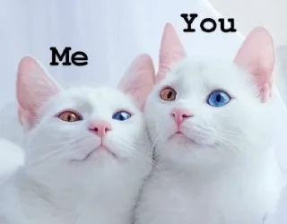 ❤️ emoji Cute 🐈 cat Telegram sticker 15 of 65