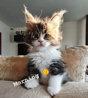 🌞 emoji Cute 🐈 cat Telegram sticker 20 of 65