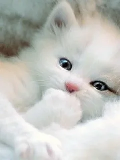 💖 emoji Cute cat Telegram sticker 6 of 11