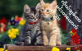 ❤️ emoji Cute 🐈 cat Telegram sticker 16 of 65