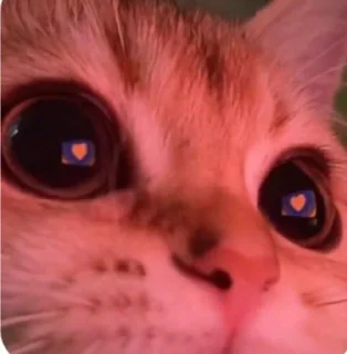 Sticker from Cat