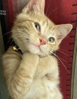 Sticker from Cat