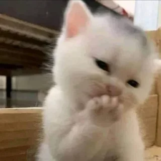 Sticker from Cat