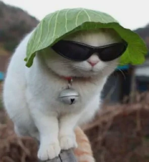 Sticker from Cat
