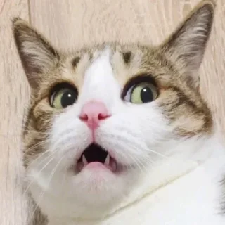 😧 emoji Meme cats Telegram sticker 12 of 23
