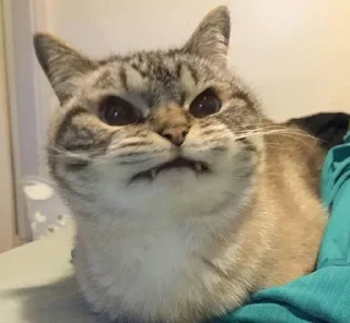😠 emoji Meme cats Telegram sticker 7 of 23
