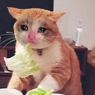 😭 emoji Meme cats Telegram sticker 18 of 23