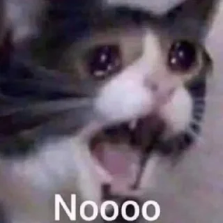 😰 emoji Meme cats Telegram sticker 10 of 23