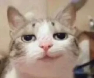 😏 emoji Meme cats Telegram sticker 9 of 23