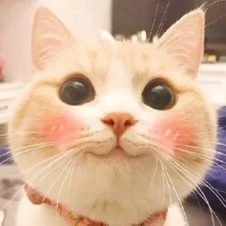 🥰 emoji Meme cats Telegram sticker 23 of 23