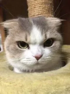 😤 emoji Meme cats Telegram sticker 15 of 23