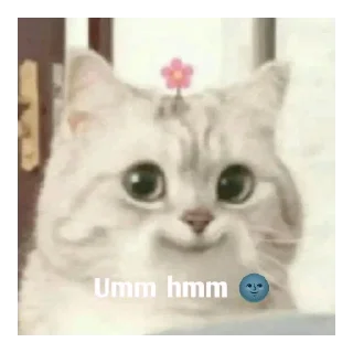 Sticker from Flirting cats by sujay 😂