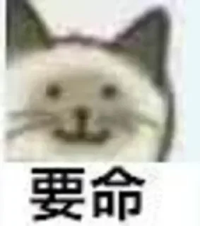 😱 emoji day cat的贴纸包（0） Telegram sticker 1 of 38