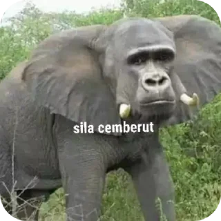 Sticker from monyet vi