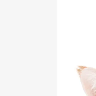 😺 emoji @ErwinSchrodingerCat  Erwin Schrödinger's Cat😺 Telegram sticker 3 of 26