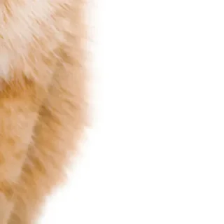 😺 emoji @ErwinSchrodingerCat  Erwin Schrödinger's Cat😺 Telegram sticker 20 of 26
