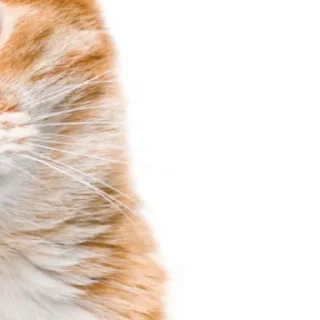 😺 emoji @ErwinSchrodingerCat  Erwin Schrödinger's Cat😺 Telegram sticker 10 of 26