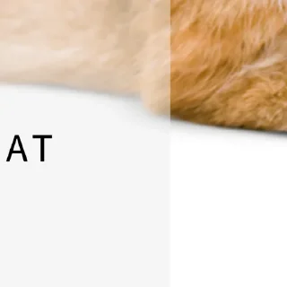 😺 emoji @ErwinSchrodingerCat  Erwin Schrödinger's Cat😺 Telegram sticker 23 of 26