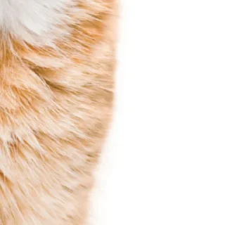 😺 emoji @ErwinSchrodingerCat  Erwin Schrödinger's Cat😺 Telegram sticker 15 of 26