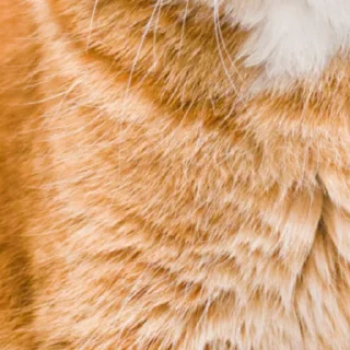 😺 emoji @ErwinSchrodingerCat  Erwin Schrödinger's Cat😺 Telegram sticker 14 of 26