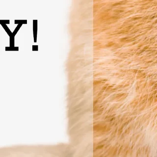 😺 emoji @ErwinSchrodingerCat  Erwin Schrödinger's Cat😺 Telegram sticker 18 of 26