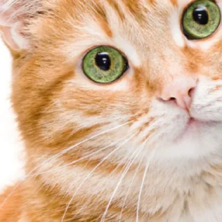 😺 emoji @ErwinSchrodingerCat  Erwin Schrödinger's Cat😺 Telegram sticker 9 of 26