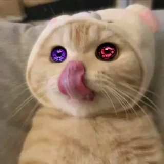 😼 emoji @DiveshThakur Vibin Cats Pack Telegram sticker 8 of 120