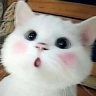 Sticker from Pussy