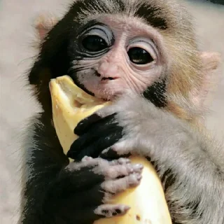 🍌 emoji @yewonity the explorer Telegram sticker 19 of 36