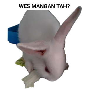 🐱 emoji PUNYA AING Telegram sticker 3 of 120
