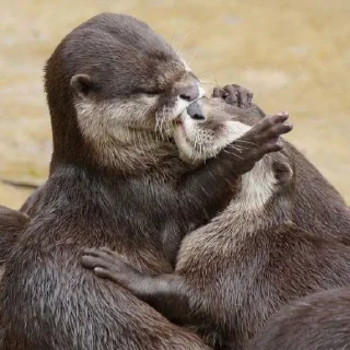 🦦 emoji otter Telegram sticker 19 of 34