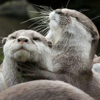 🦦 emoji otter Telegram sticker 22 of 34