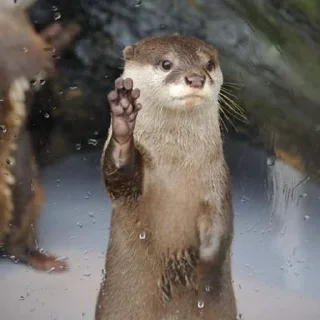 🦦 emoji otter Telegram sticker 10 of 34