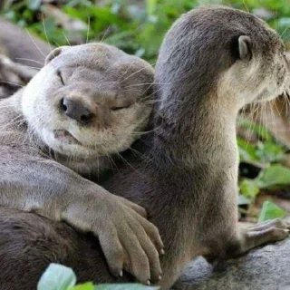 🦦 emoji otter Telegram sticker 18 of 34