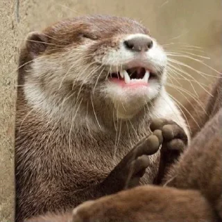 🦦 emoji otter Telegram sticker 21 of 34