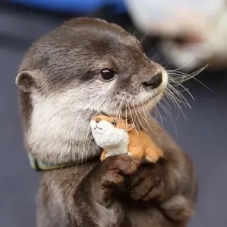 🦦 emoji otter Telegram sticker 13 of 34
