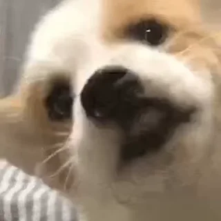 😄 emoji 朋友圈 @PYQDBQ Telegram sticker 10 of 50
