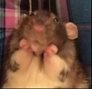 Sticker from im just a mouse